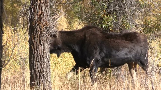Cow Shiras Moose in fall