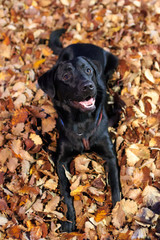 Labrador puppy(young adult) in the autumn leaves