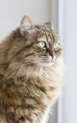 furry brown cat of siberian breed at the window