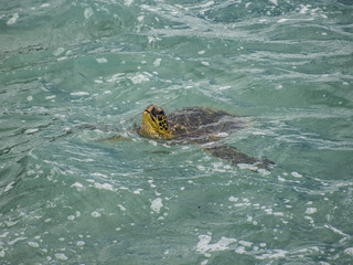 Obraz premium Sea Turtle