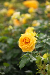 薔薇