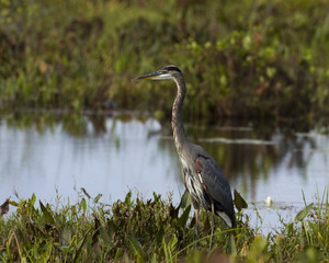 Grey heron