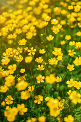 yellow flowers in field