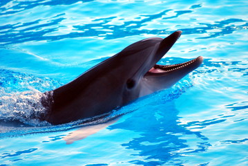 Dolphin games