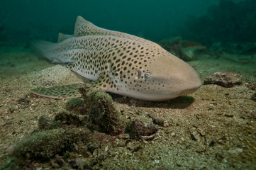 Zebra Shark Thailand