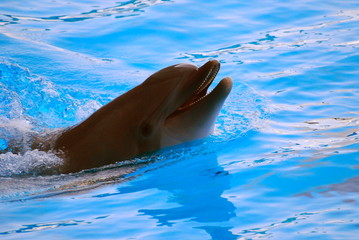 Dolphin games