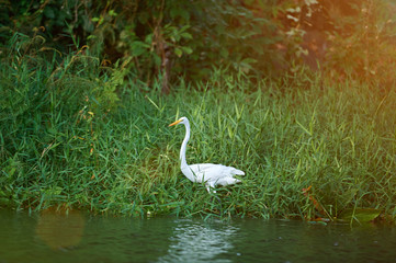 one egret bird