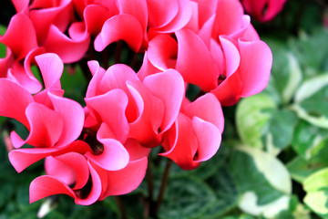cyclamen flower