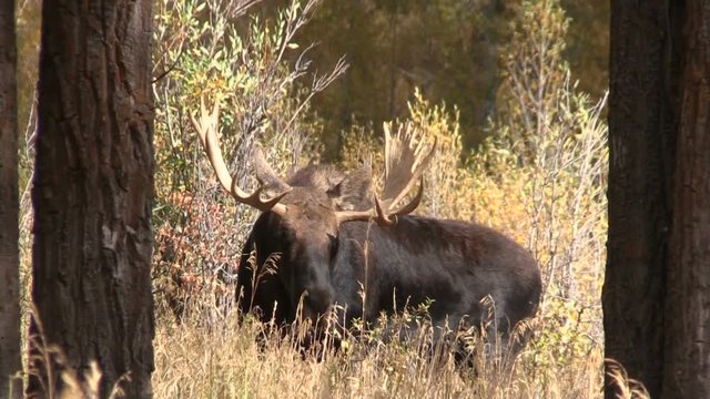 Shiras Moose Bull in the Fall rut