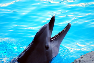 Dolphin games