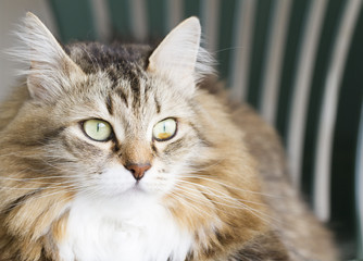 sweet cat of siberian breed on a chair