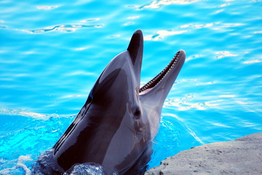 Dolphin games