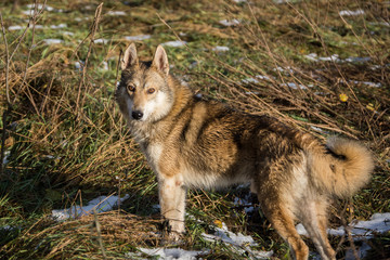 Fototapeta premium Dog in the fir forest