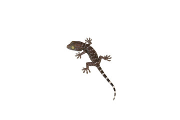 gecko isolated on white background