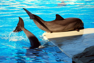 Dolphin games