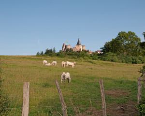 Charolais Cows with Castle