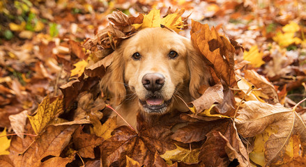 Golden Retriever Hund in einem Haufen Herbstblätter
