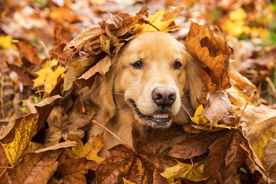 Golden Retriever Dog in a pile of leaves