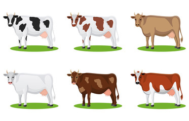 Set of different breeds cows, isolated.  Collection cartoon cow
