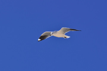 Fototapeta na wymiar Andean gull (Chroicocephalus serranus)