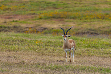 Grant's Gazelle