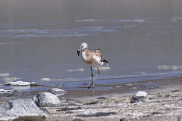 Juvenile Andean flamingo (Phoenicoparrus andinus)