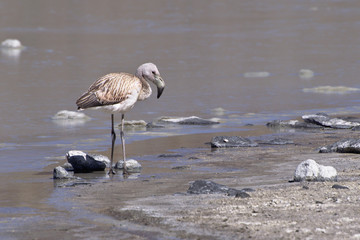 Juvenile Andean flamingos (Phoenicoparrus andinus)