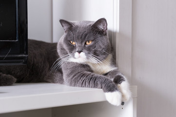 British Shorthair, shot indoors