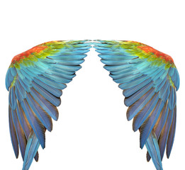 Colorful of macaw wing bird's feathers © chamnan phanthong