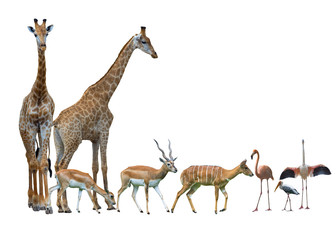 set with Africa animals