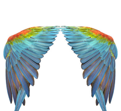 Colorful of macaw wing bird's feathers