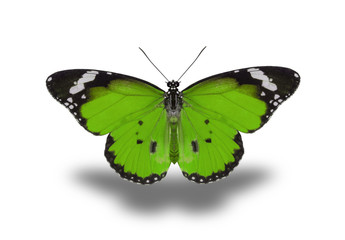 beautiful butterfly, isolated on white background, butterfly flying on white, colorful butterfly