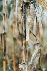 Close up detail of yellowing and withered corn stalks drying in corn field in autumn fall