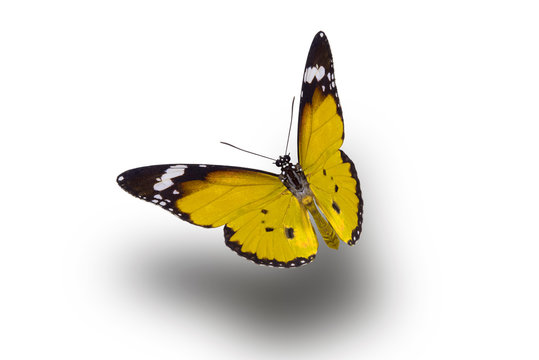 Fototapeta beautiful butterfly, isolated on white background, butterfly flying on white, colorful butterfly