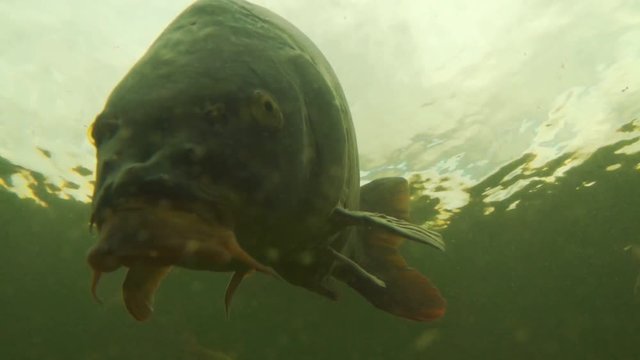 carp under water