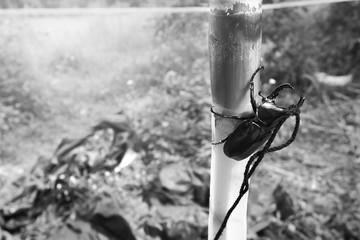 Rhinoceros beetle, Rhino beetle, Hercules beetle, Unicorn beetle, Horn beetle.mono tone.black and...