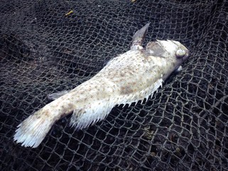 Fish farming disease,water pollution,death giant grouper fish 
