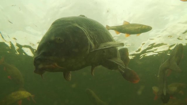 carp under water