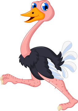 ostrich cartoon running