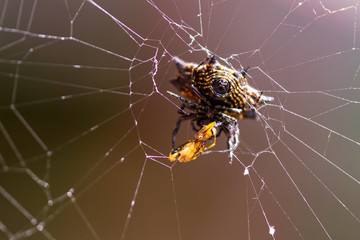 spiny backed orb weaver spider