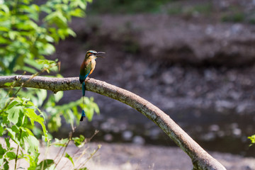 Blue-Crowned Motmot - Momotus momota