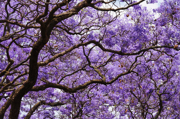 Obraz premium Beautiful violet vibrant jacaranda in bloom.
