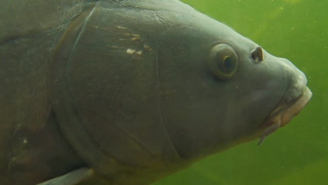 carp under water