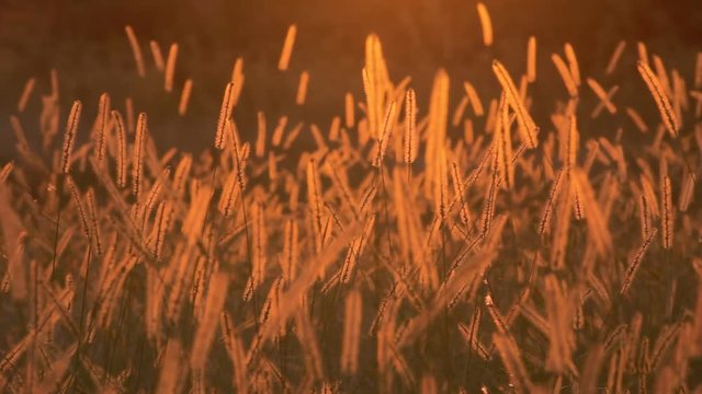風に揺れるエノコログサ