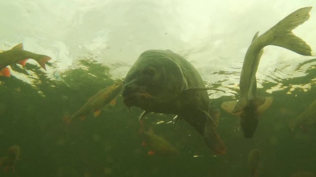 carp under water