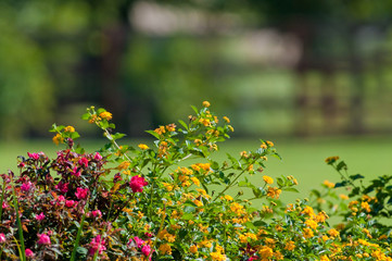 Lantana and rose garden