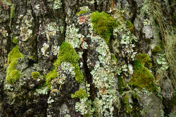 Flavoparmelia caperata macrolichens on tree with  green moss