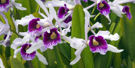 Orchid Cattleya purpurata