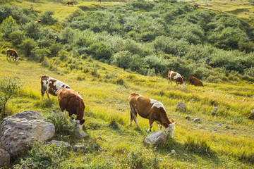A few cows grazing on the slopes