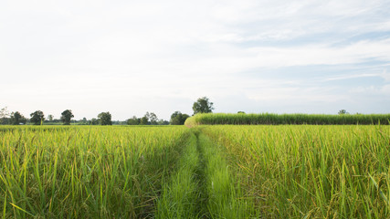 Fototapeta premium Paddy jasmine rice field and sugar cane plantation in Thailand